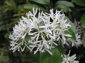 Chinese Fringe Tree Chionanthus retusus 20 Seeds  USA Company