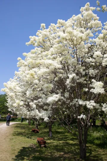 Chinese Fringe Tree Chionanthus retusus 20 Seeds  USA Company